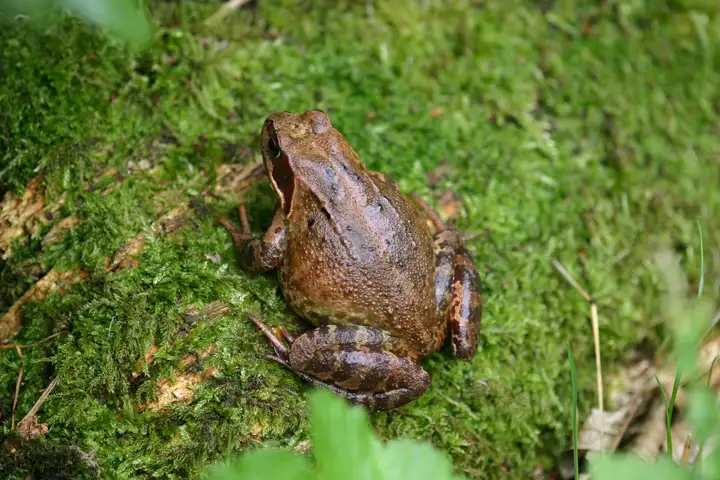 Grasfrosch
