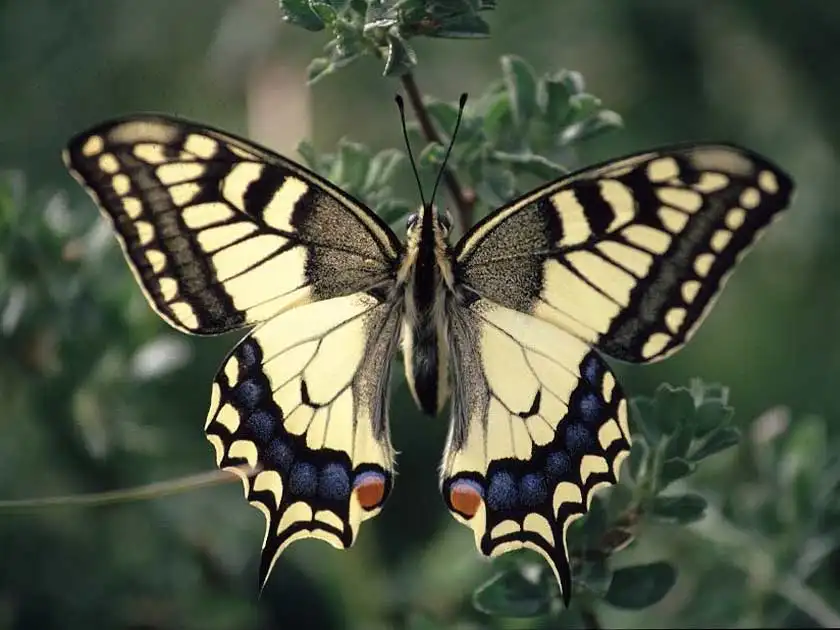 Der Schwalbenschwanz ist unser größter heimischer Schmetterling und seine Raupen fressen an der Wilden Möhre