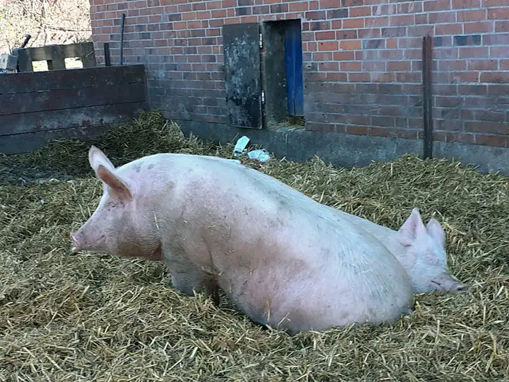 Deutsches Edelschwein im Auslauf mit Stroh-Streu und Kotecke