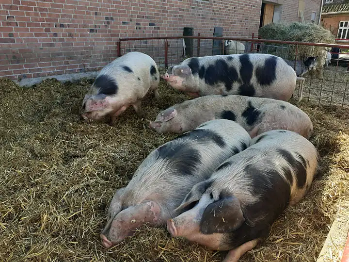 Alte Schweinerasse: Bentheimer Bunte bei der Mittagsruhe