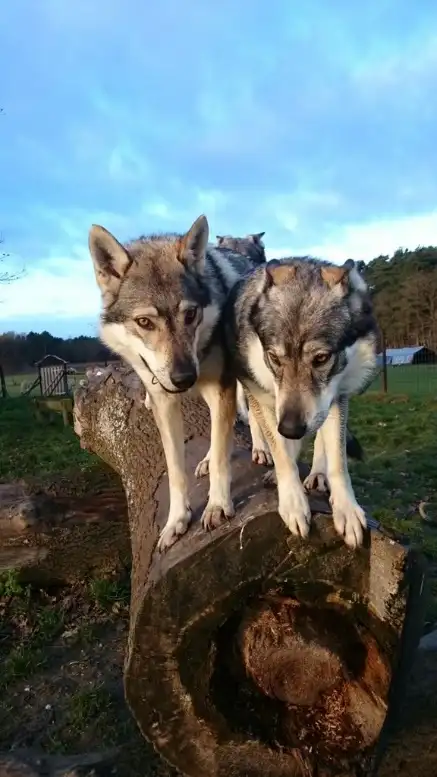 Allein die Anwesenheit von Wolfshunden hält Wölfe fern