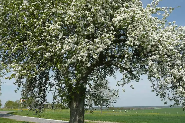 Apfelbaum bei Oetzendorf