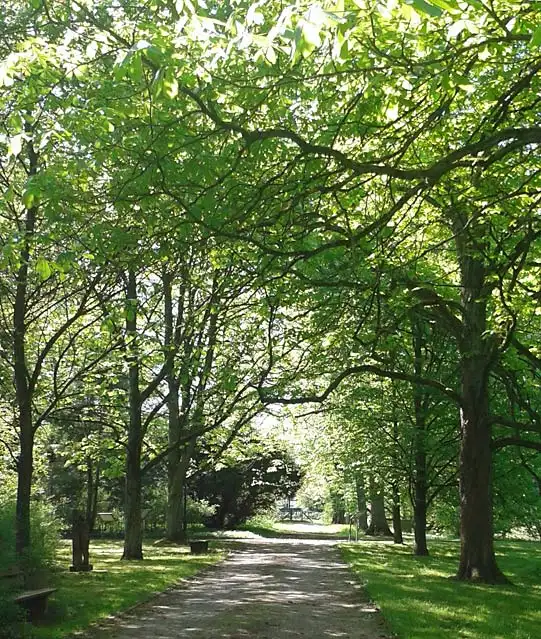 Gefährdete Bäume im Schlosspark Holdenstedt