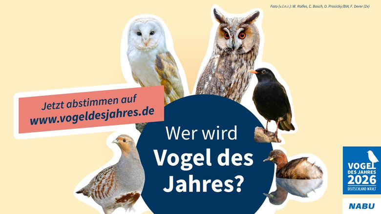 Plakat zum Vogel des Jahres